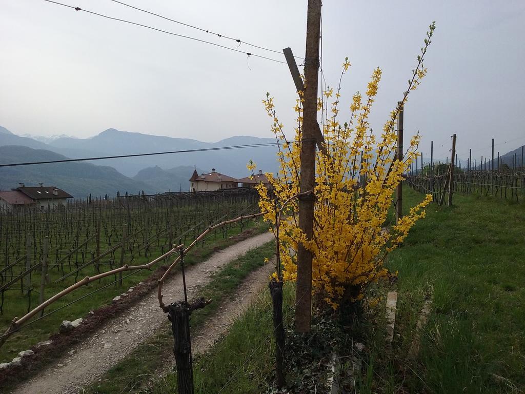 Wiesmüllerhof Caldaro Dış mekan fotoğraf