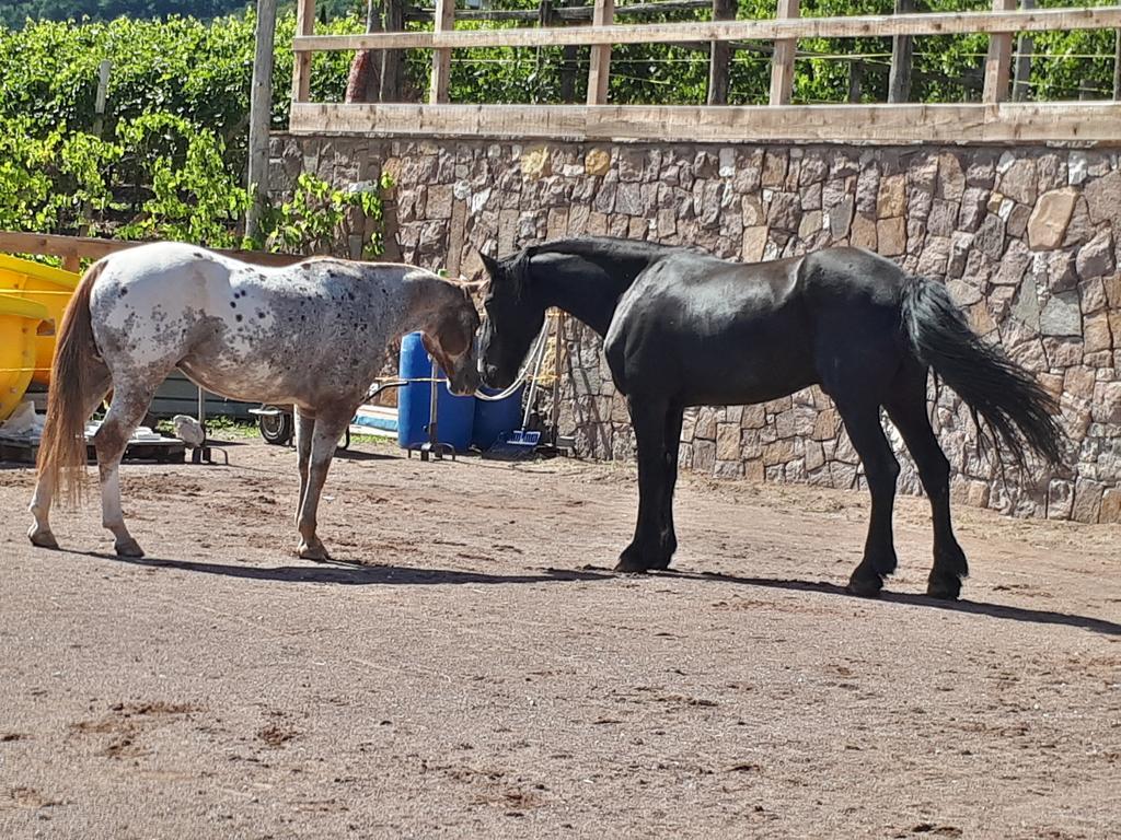 Wiesmüllerhof Caldaro Dış mekan fotoğraf
